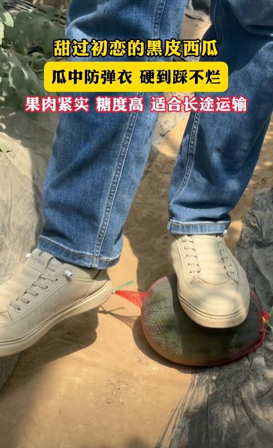 新品种西瓜皮硬到180斤大汉踩不烂：适合长途运输